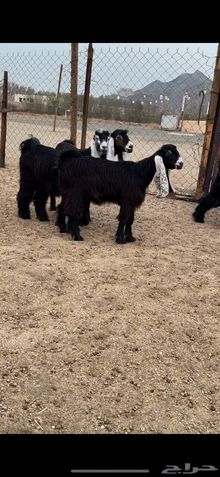 جذعات عوارض صنف معرفات دفيع 10