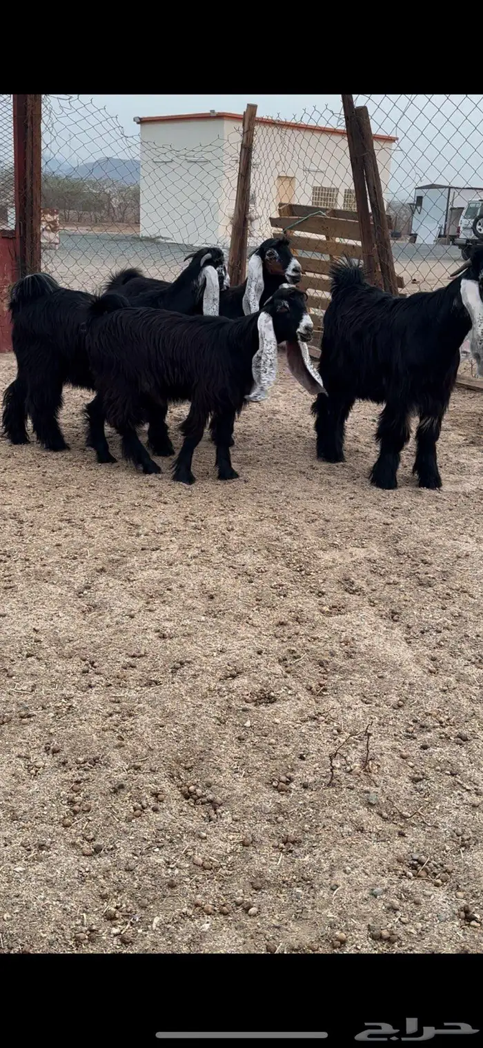 جذعات عوارض صنف معرفات دفيع 9