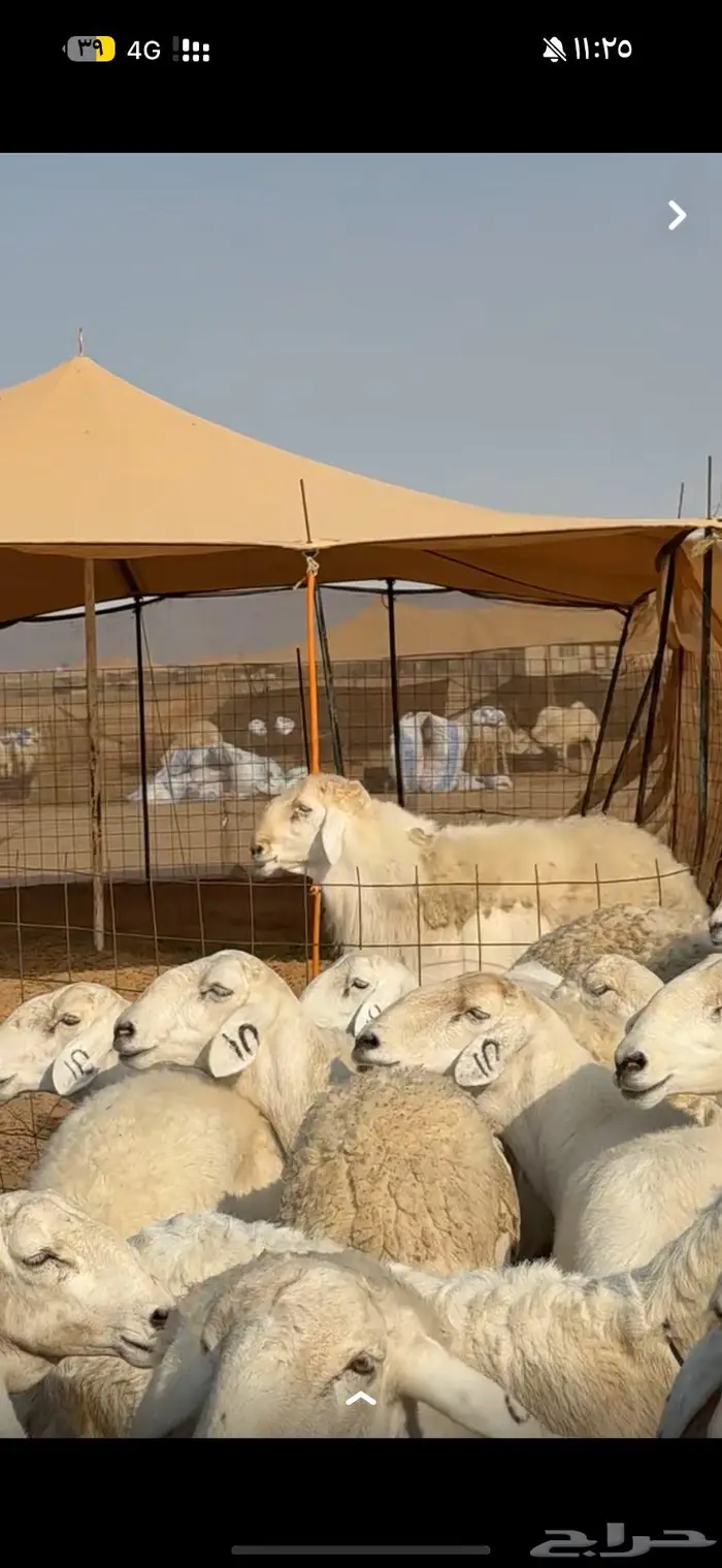 مشروع فحل نادر 2