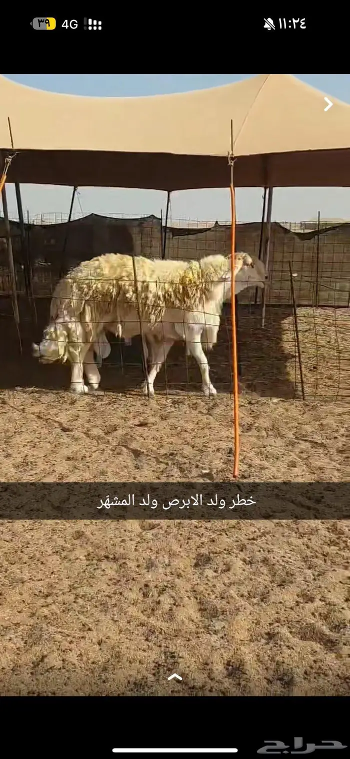 مشروع فحل نادر 3