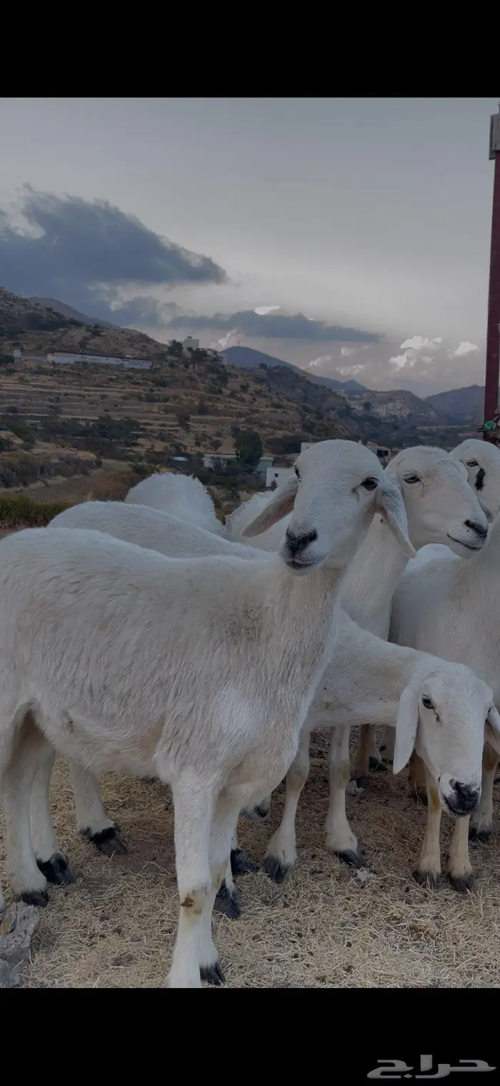 ضأن صنف للبيع 3