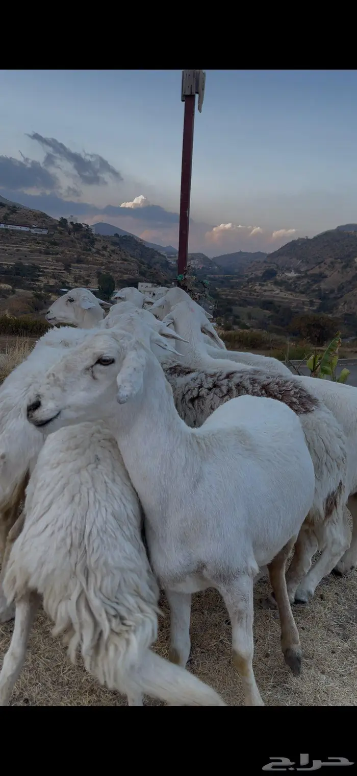 ضأن صنف للبيع 7