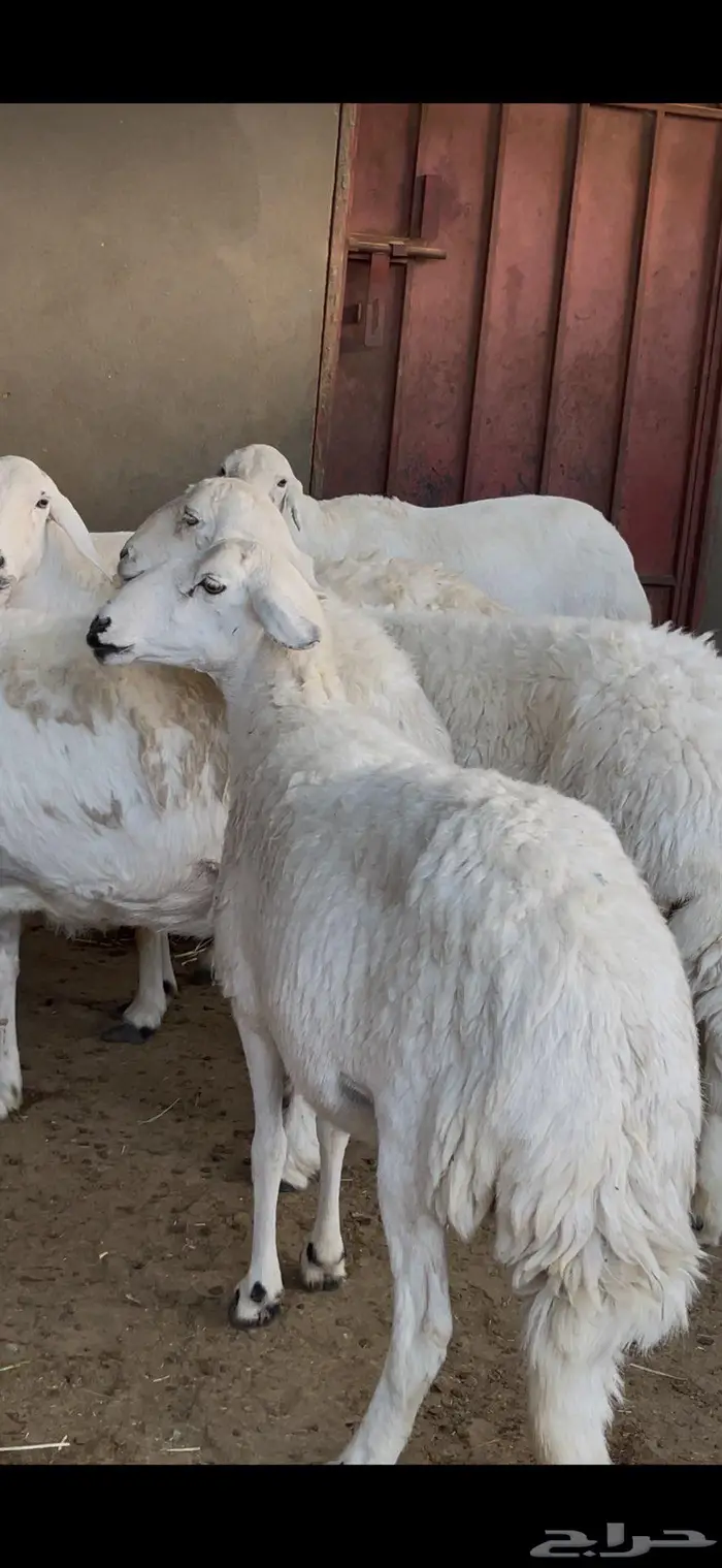 ضأن صنف للبيع 11