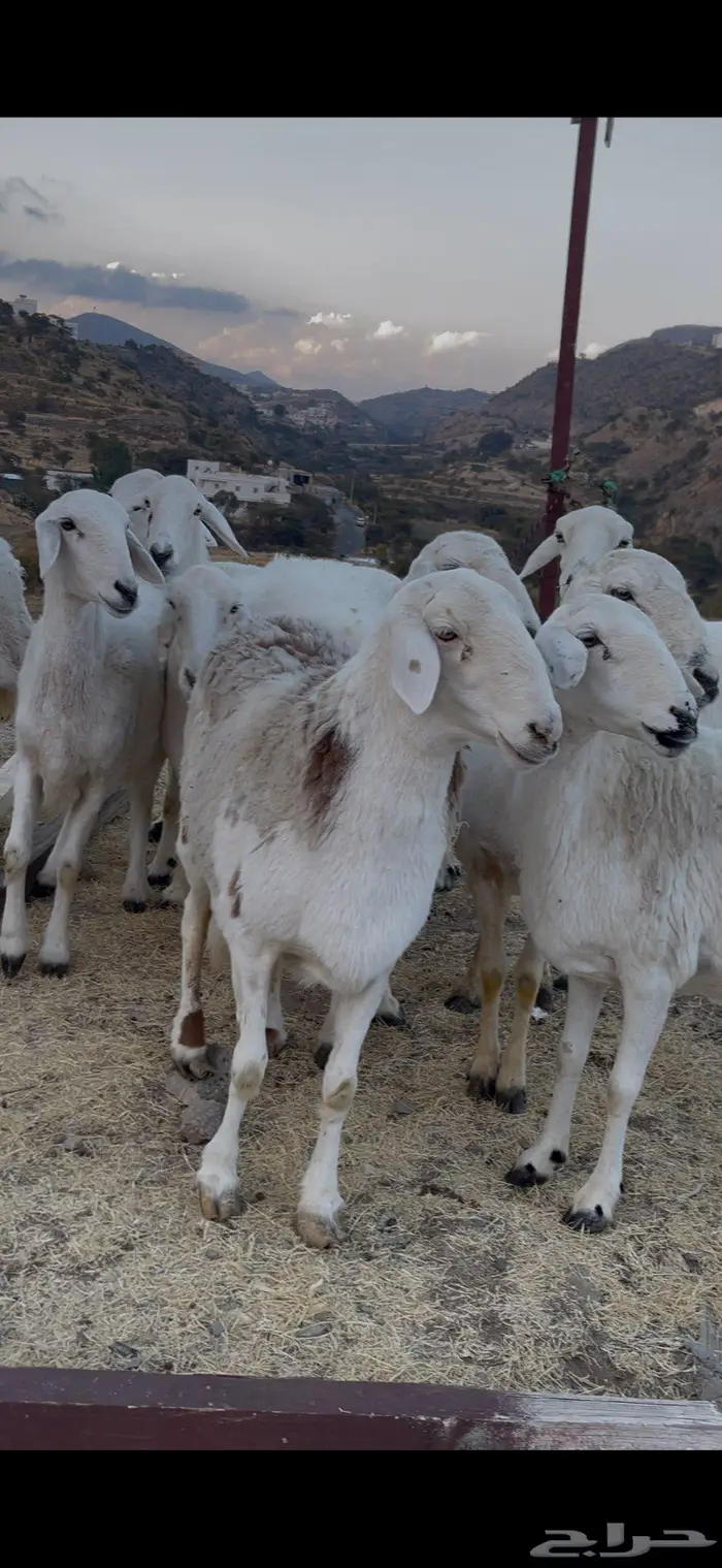 ضأن صنف للبيع 10