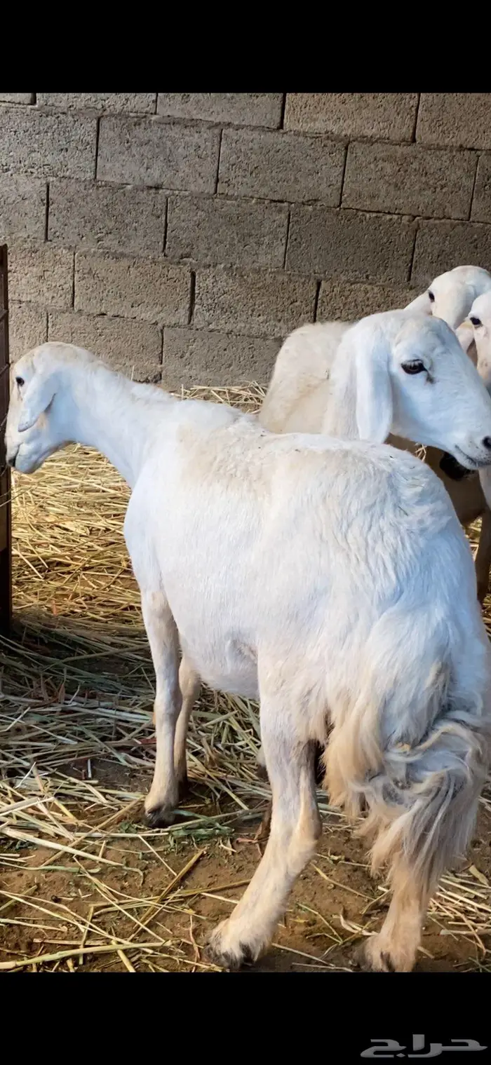 ضأن صنف للبيع 2