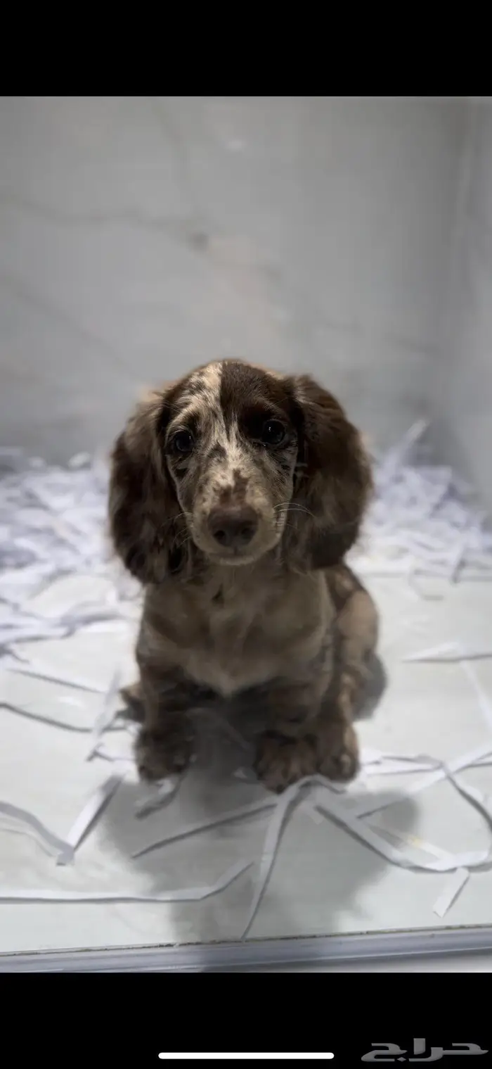 جراء داشهاند لونق هير ذكر و انثى 0