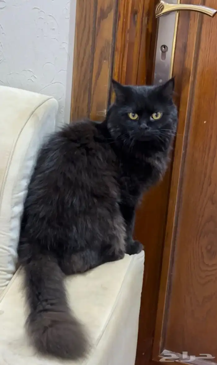 قط ضايع ب قارا 4