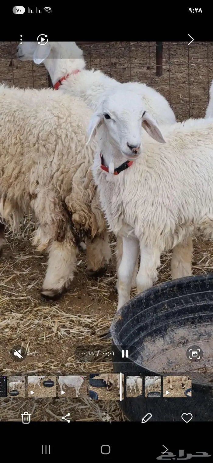 ذبايح طليان ب1250 (7شهور) 1