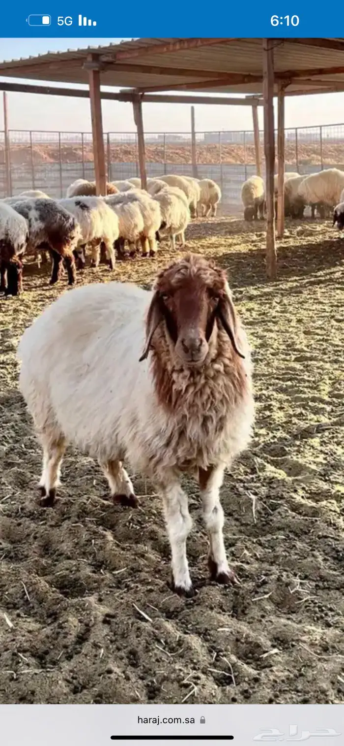 مخيم الأمراء بالدمام قسمين مع تأجير دبابات مجانا 49