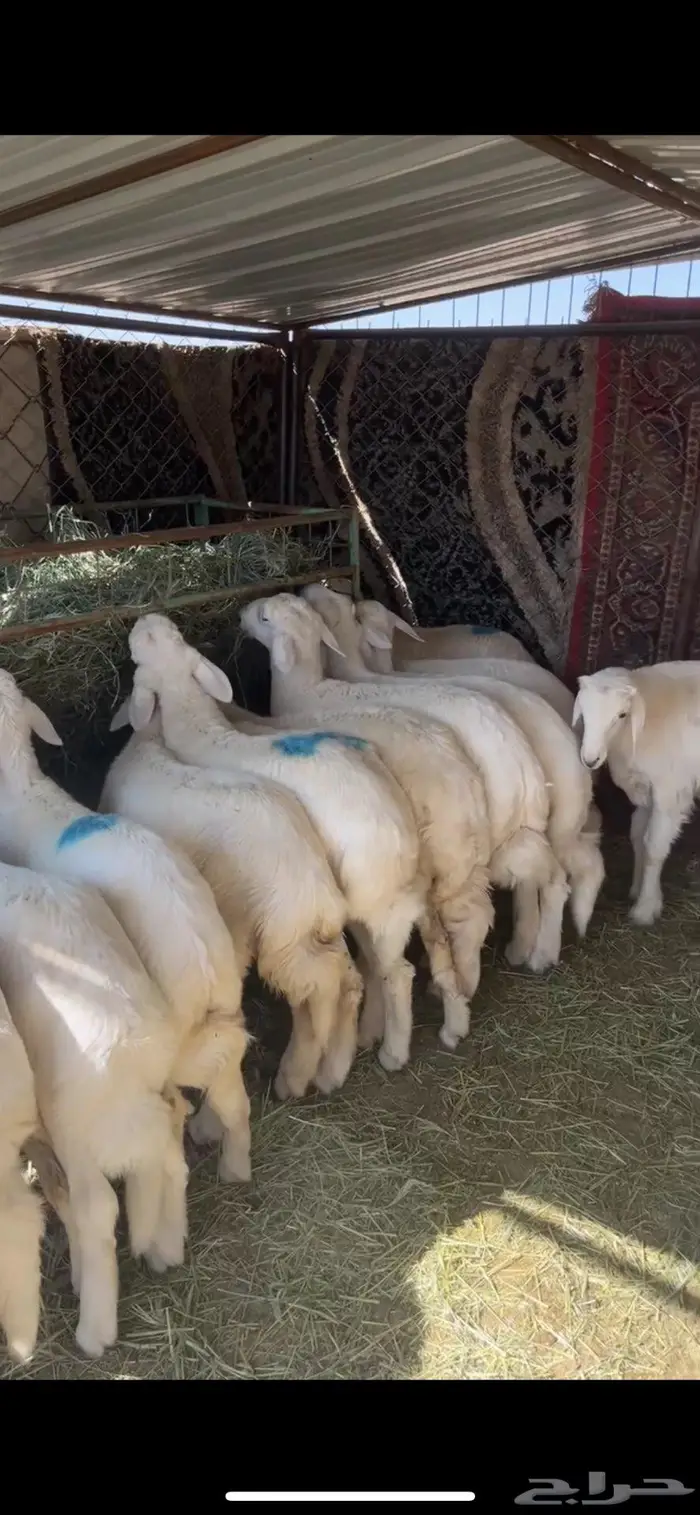 ذبايح للبيع معا السلخ والتوصيل 1