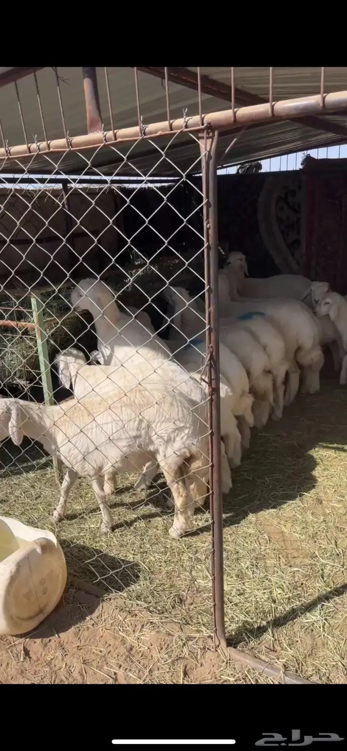 ذبايح للبيع معا السلخ والتوصيل 2