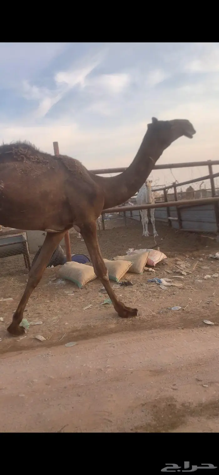 قعود لقي سلاله حاكمان 1