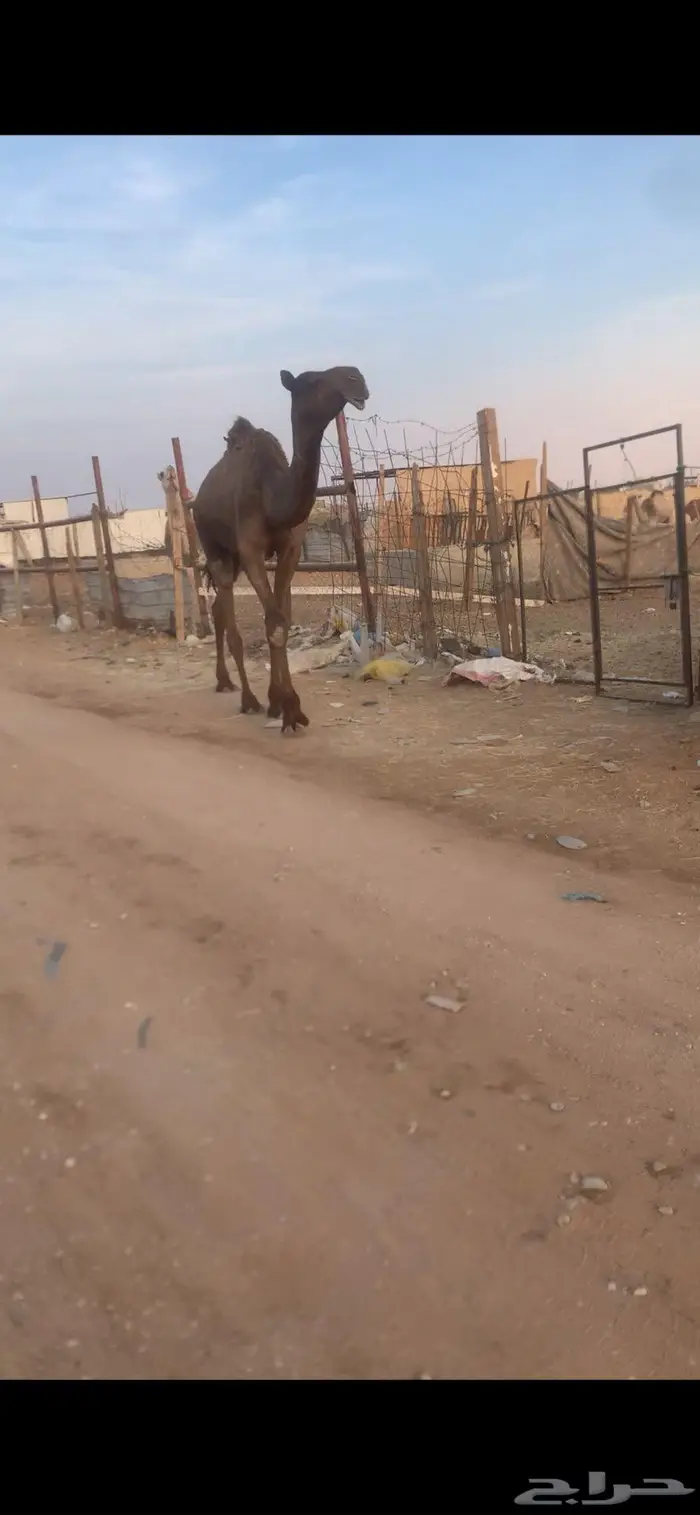 قعود لقي سلاله حاكمان 0