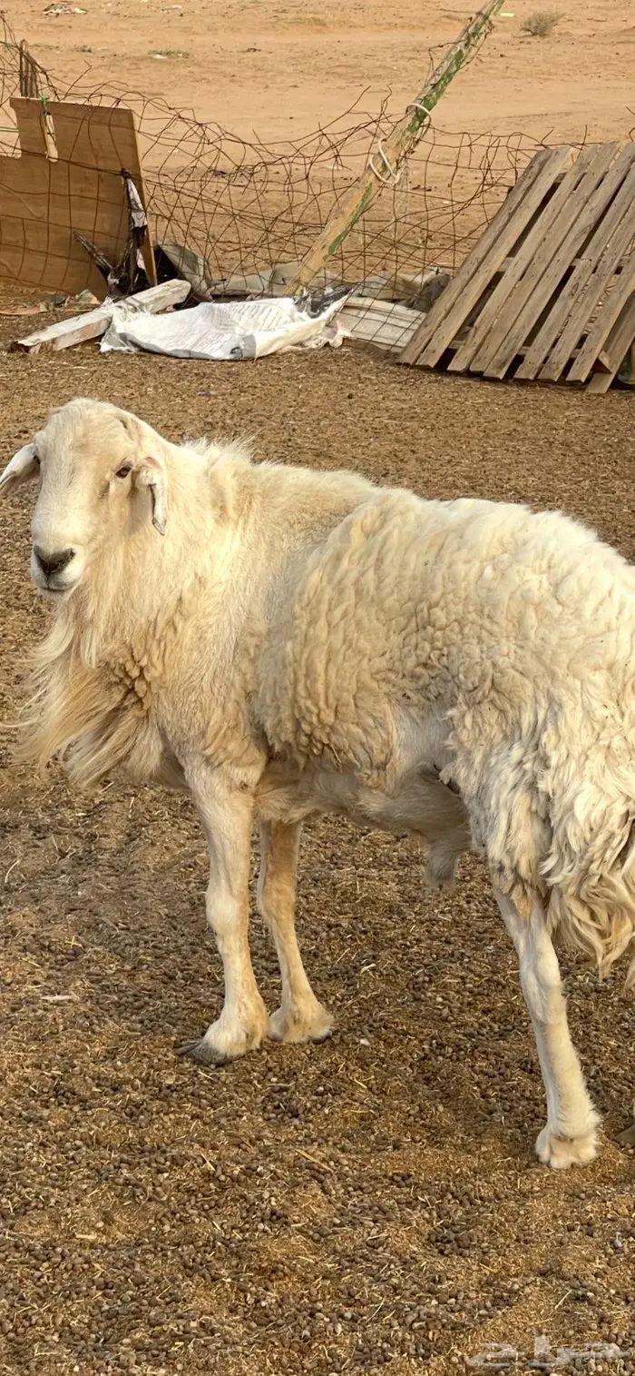 فحل حري طيب الموقع الرياض والقصيم 11