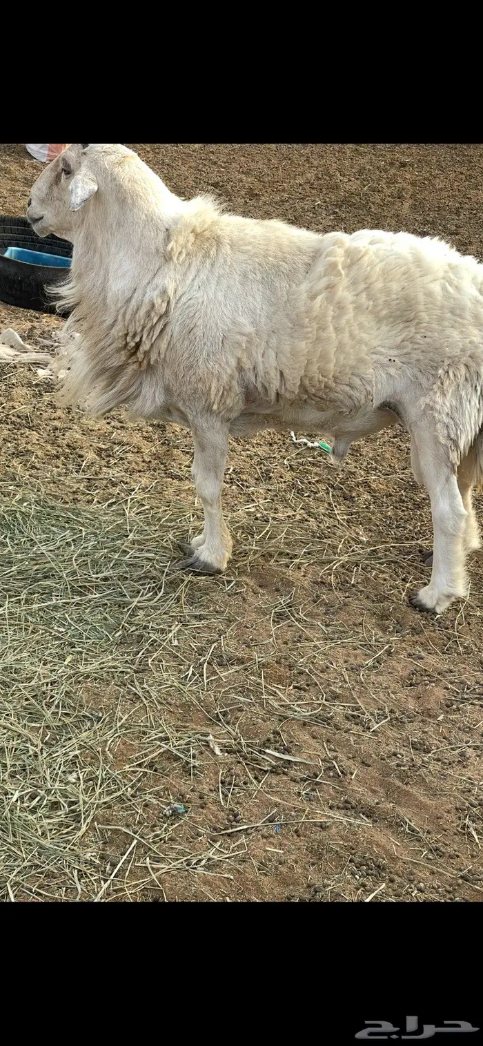 فحل حري طيب الموقع الرياض والقصيم 2