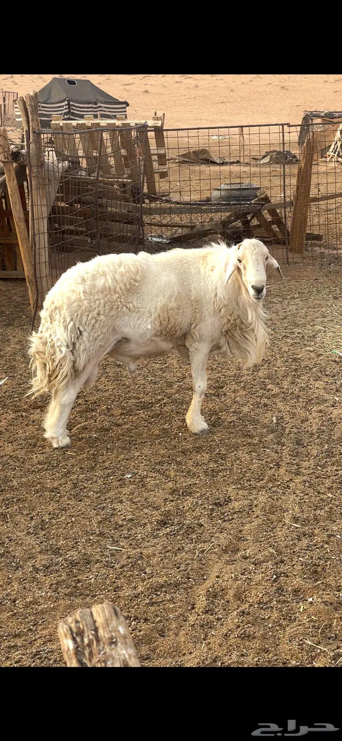 فحل حري طيب الموقع الرياض والقصيم 4