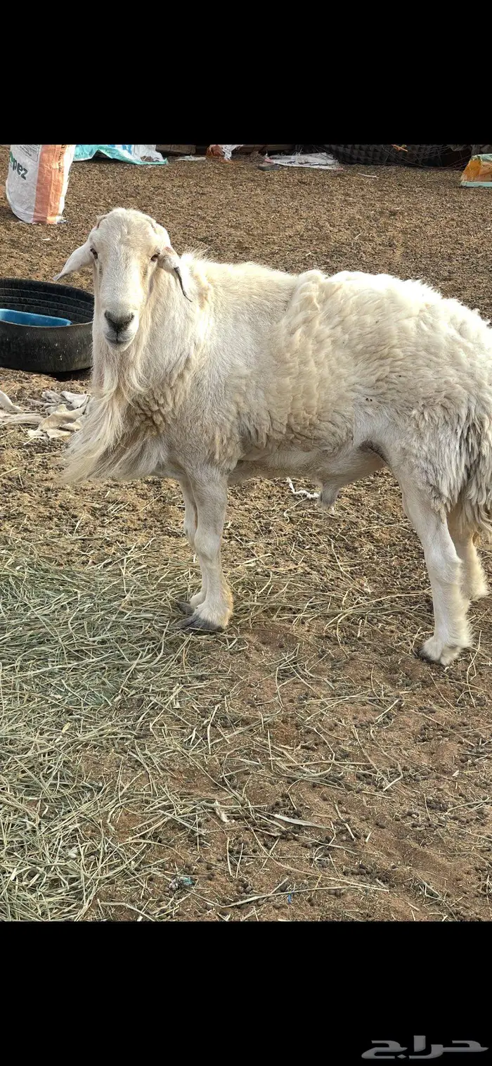 فحل حري طيب الموقع الرياض والقصيم 3