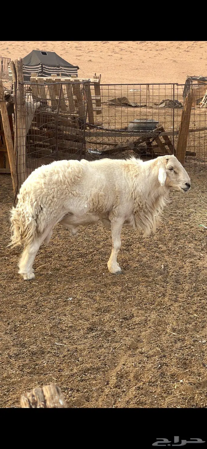 فحل حري طيب الموقع الرياض والقصيم 6