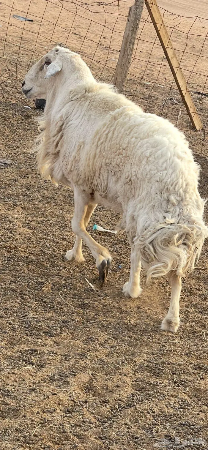 فحل حري طيب الموقع الرياض والقصيم 12