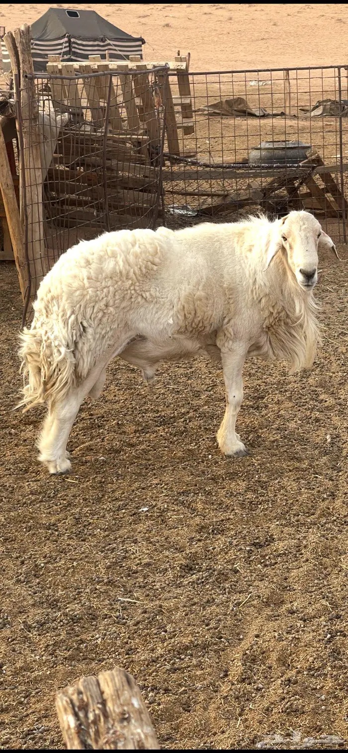 فحل حري طيب الموقع الرياض والقصيم 13