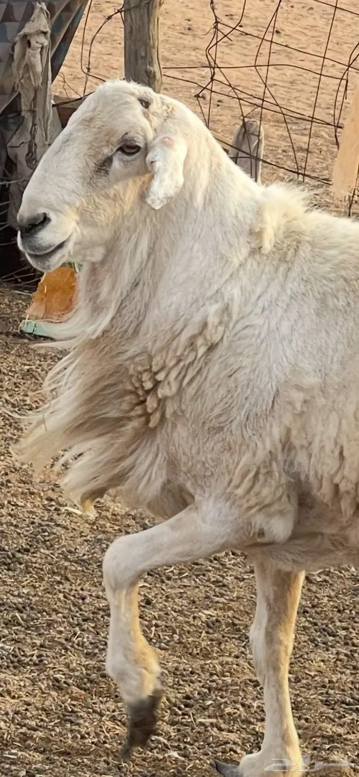 فحل حري طيب الموقع الرياض والقصيم 9