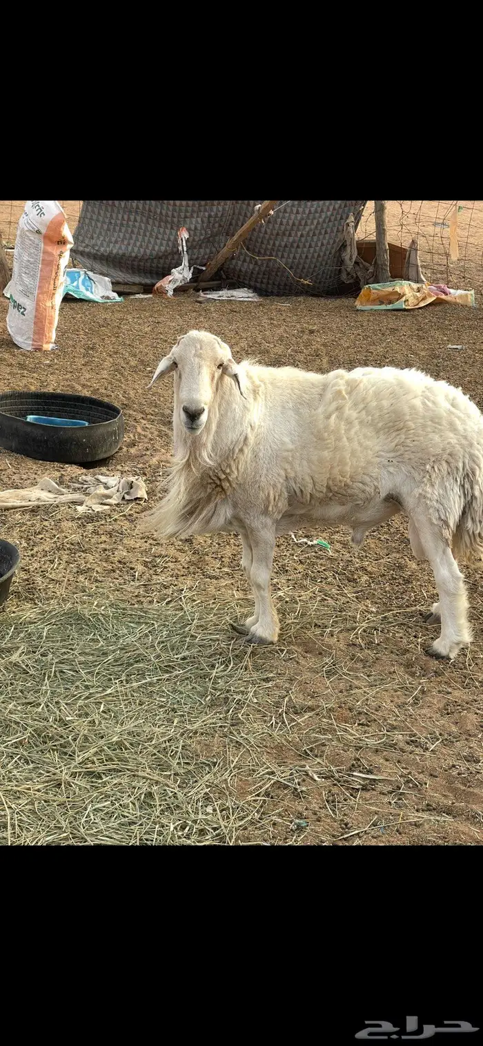 فحل حري طيب الموقع الرياض والقصيم 1