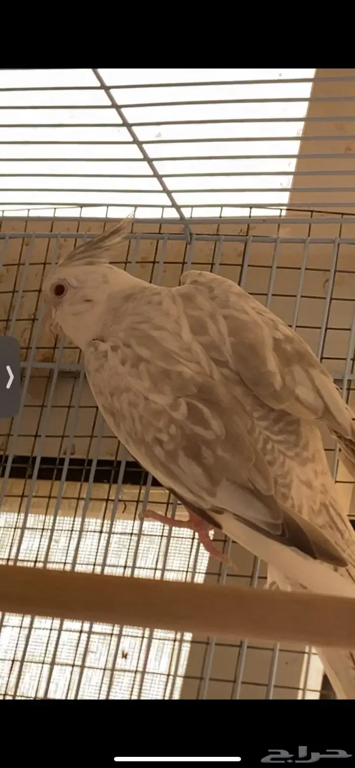 ريسسف بيرل انثى 2022 2