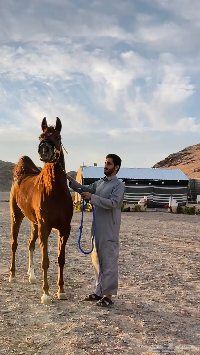 فرس واهو شيخه 0