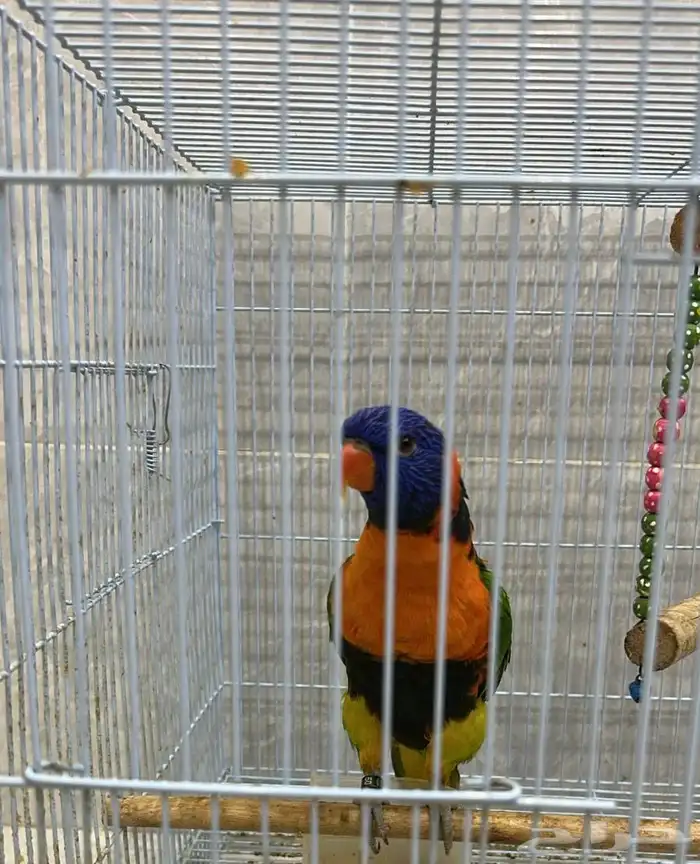 ببغاء لوري 1