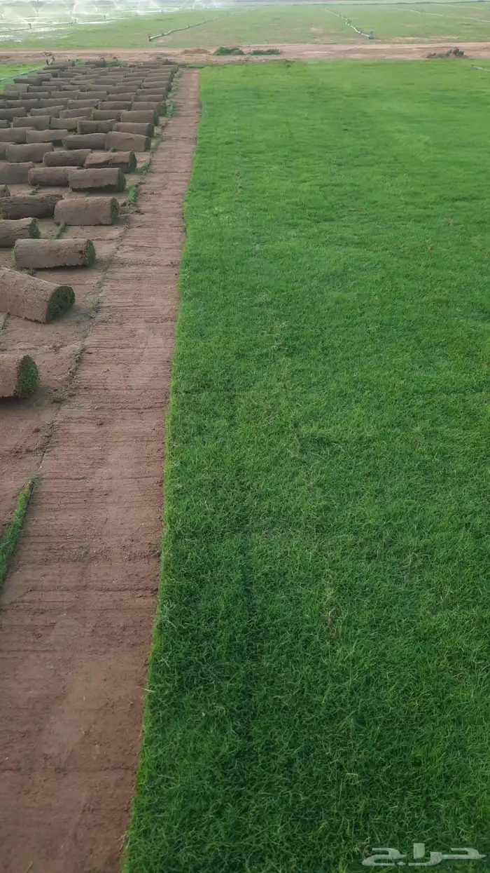 ثيل طبيعي درجه اولى مشروط مضمون 0