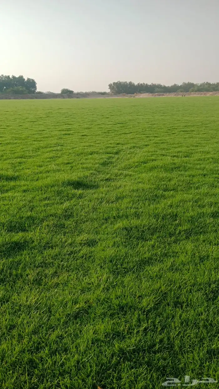 ثيل طبيعي درجه اولى مشروط مضمون 15