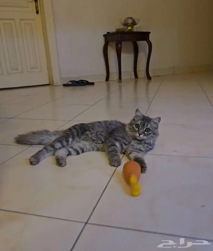 للتبني قطوة شيرازية مجنونة لعب ماشاء الله 2