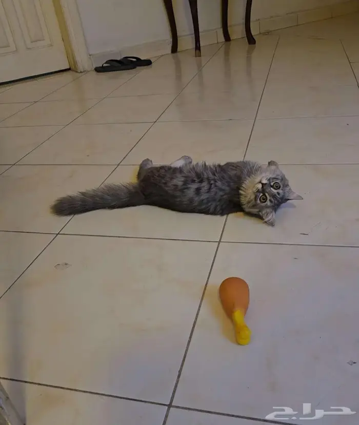 للتبني قطوة شيرازية مجنونة لعب ماشاء الله 0