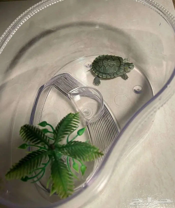 سلحفاة للبيع 0