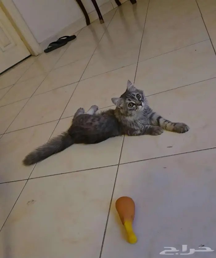 للتبني قطوة شيرازية مجنونة لعب ماشاء الله 1