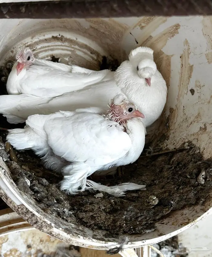 حمام نجفي منتج 12