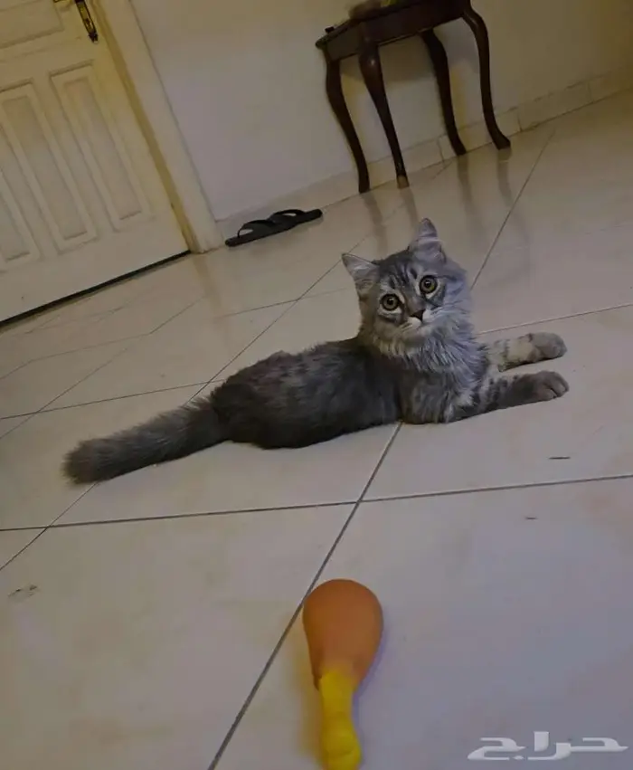 للتبني قطوة شيرازية مجنونة لعب ماشاء الله 3