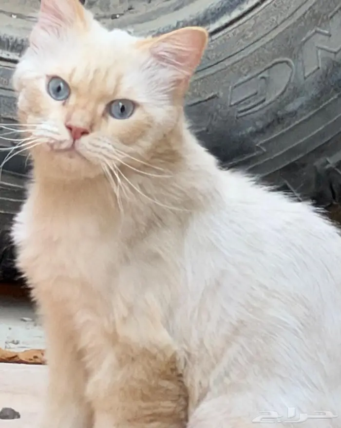 قط منزل مفقود ب المبرز 0