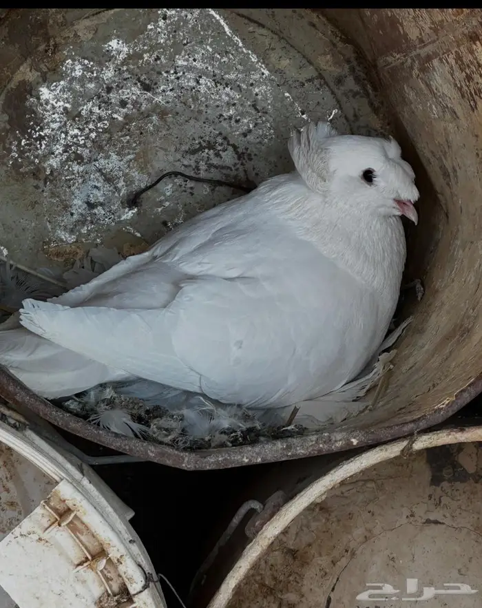 حمام نجفي منتج 8