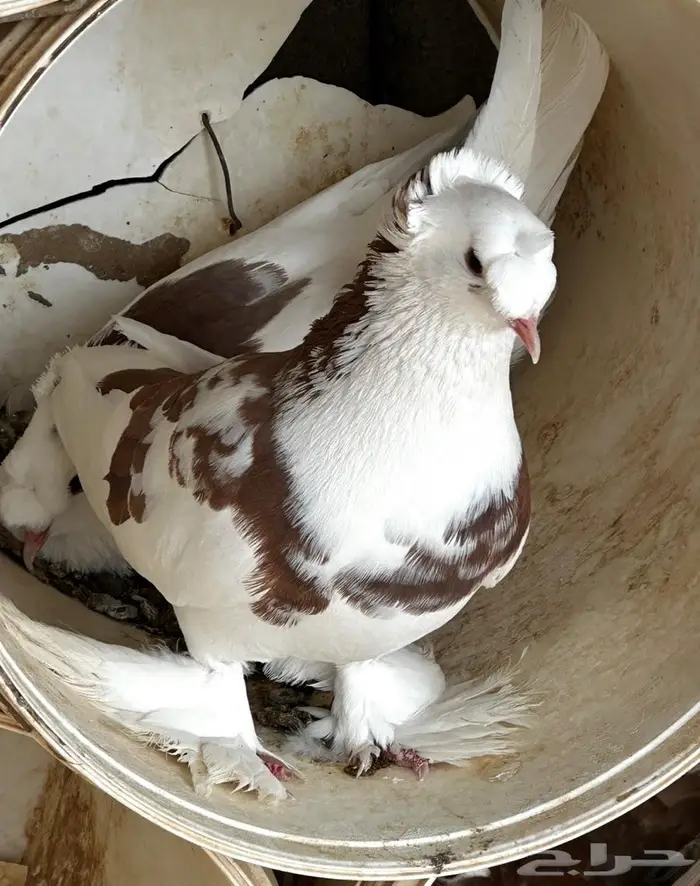 حمام نجفي منتج 5