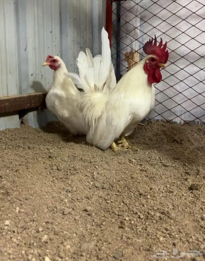 دجاج جابنيز 2