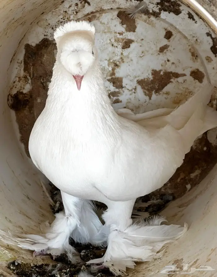 حمام نجفي منتج 3