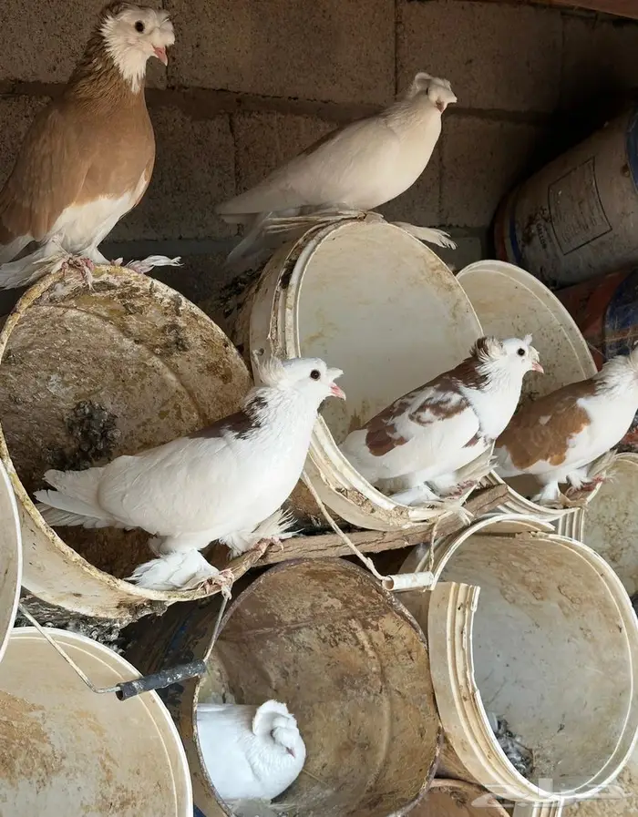 حمام نجفي منتج 10