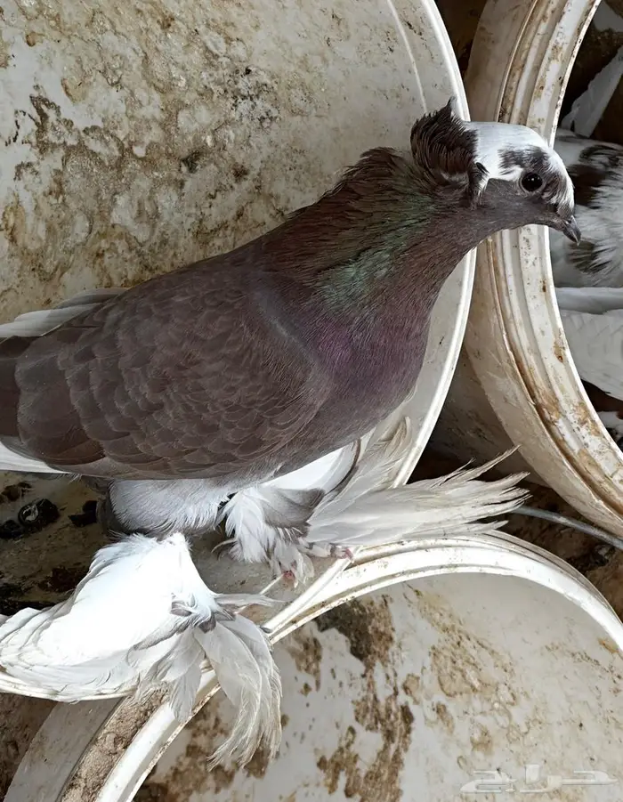 حمام نجفي منتج 9