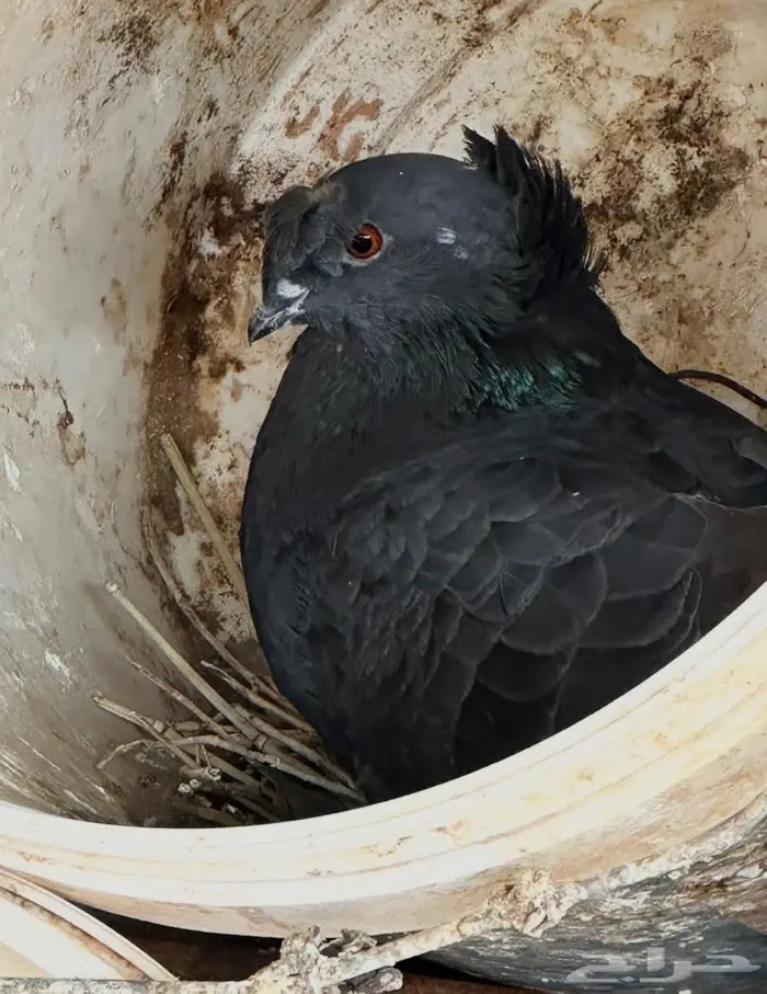 حمام نجفي منتج 0