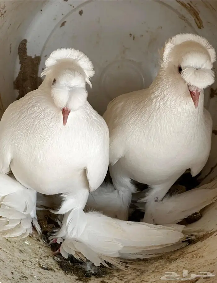 حمام نجفي منتج 2