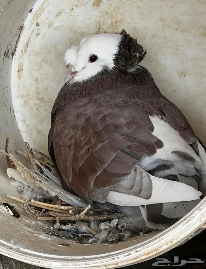 حمام نجفي منتج 6