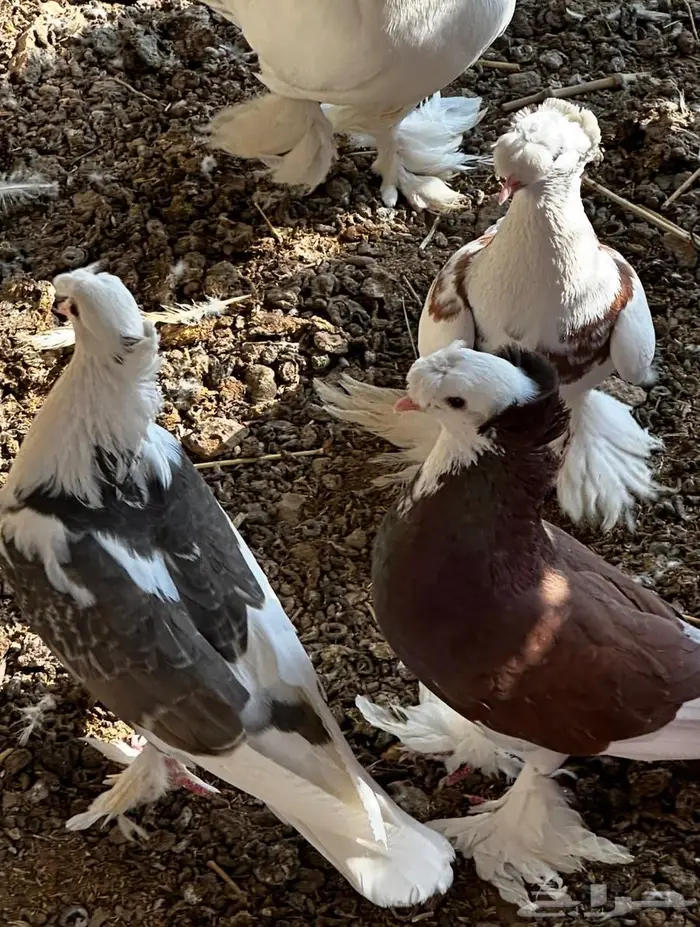 حمام نجفي منتج 13