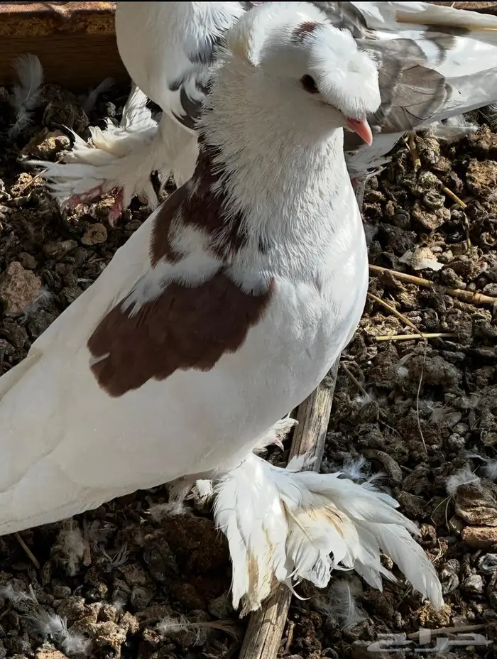 حمام نجفي منتج 11