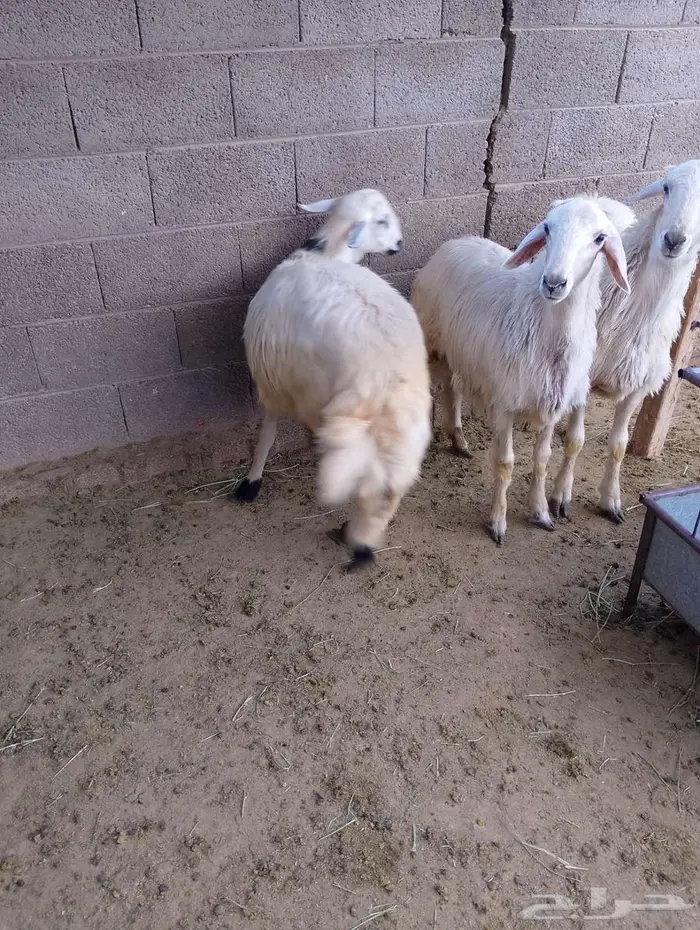 أربعة خرفان بلدي 0